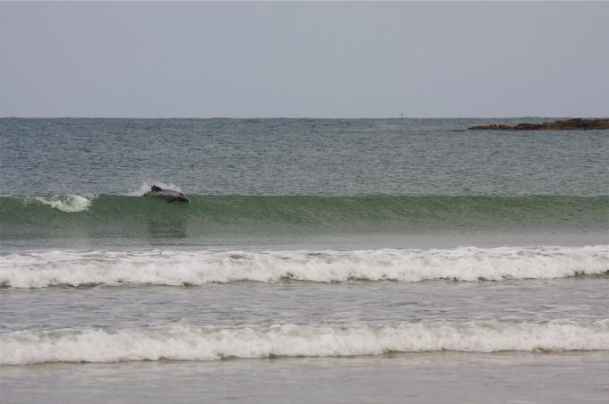 South Island Surf Trip