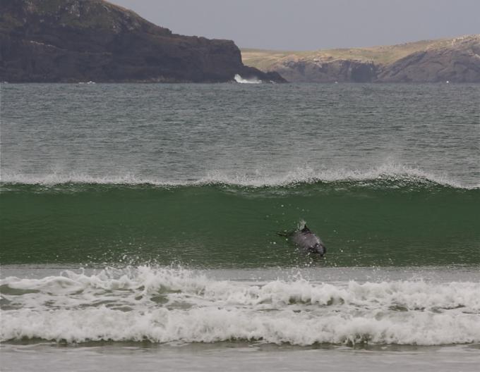 Clean Surf With Dolphin