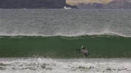 Clean Surf With Dolphin