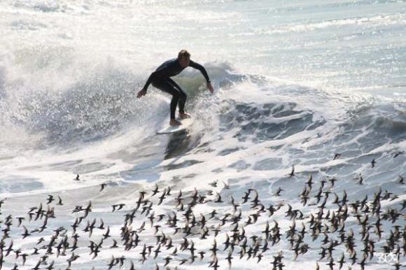 The Birds