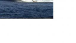 mentawai