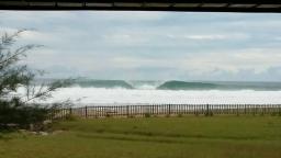 Jackals in front of Casarina Surf Camp Simeulue