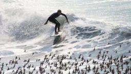 The Birds