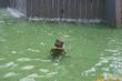 surfingduck