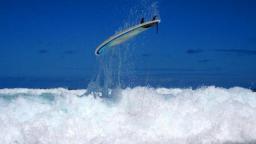 Rapa Nui Surfcamp Fuerteventura