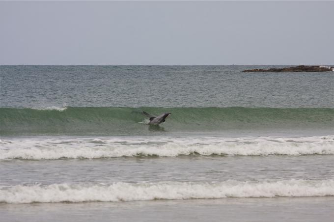 Hector Dolphin Surfing