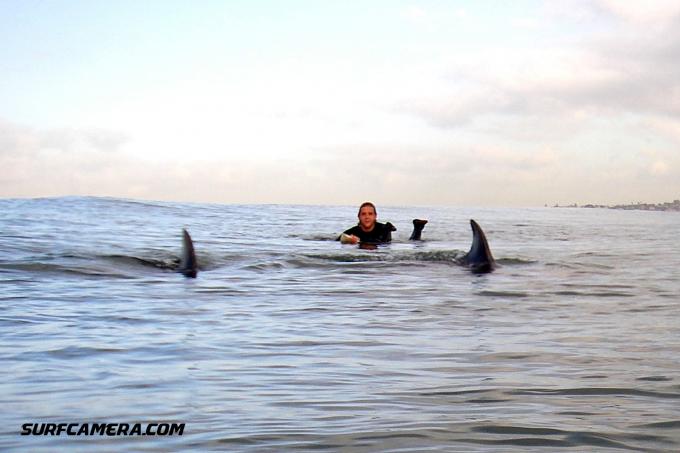 Dolphin Escort