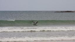 Hector Dolphin Surfing