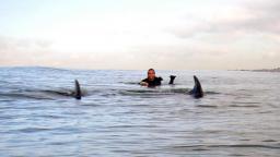 Dolphin Escort