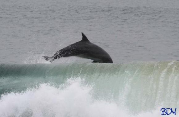 Dolphin @ The Wedge
