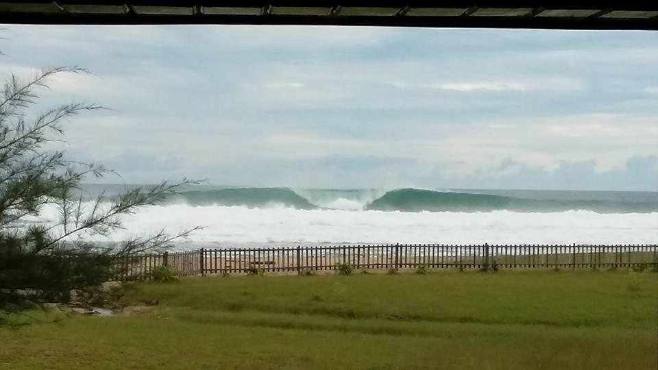 Jackals in front of Casarina Surf Camp Simeulue