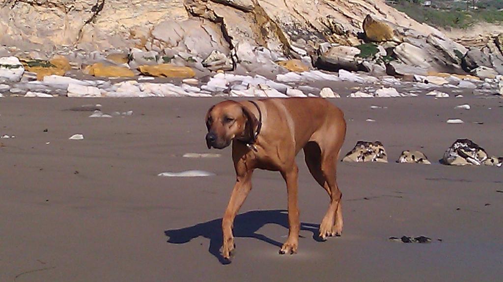 Roxy at Hazards_2