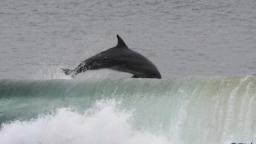 Dolphin @ The Wedge