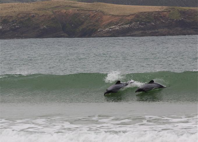Dolphins Playing in the Breaking Wave
