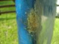 big scrape