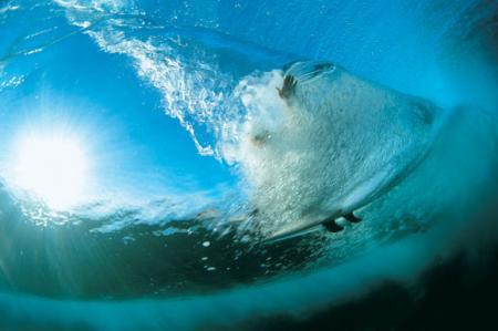 under the sea