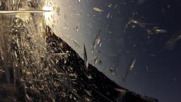 Shards of water 