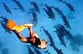 Diving tour in sharm city 