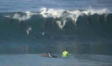Dolphins Surfing
