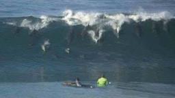 Dolphins Surfing
