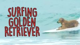 Surfing Golden Retriever (Maya) - Prainha, São Francisco do Sul (RAW)