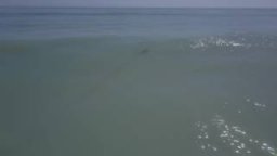 Drone Footage Of Great White Sharks In Capo Beach On May 2nd