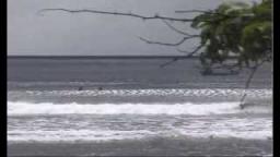 Ponga Drops