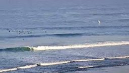 Shark Breaches At Lower Trestles On May 3rd At 715 Am