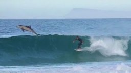 Teale Vanner - Surfing With Dolphins
