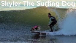 Skyler the Surfing Dog Surfs Santa Cruz Waves