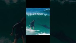 Incredible Moment Of A Dolphin Sharing A Wave