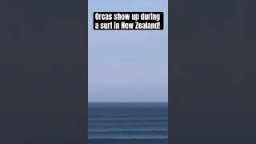 A Pod Of ORCAS in NZ Lineup!