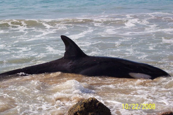 kwhale 006.jpg