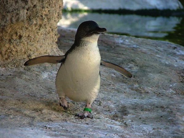 fairy-penguin.jpg