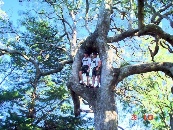 Angophora.JPG
