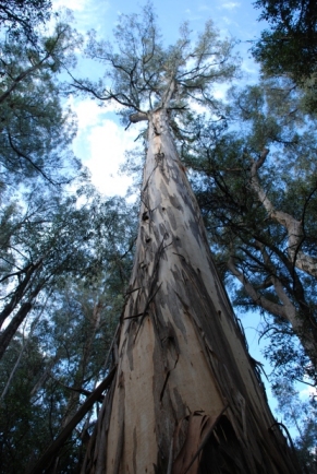 Mountain-Ash-Brown-Mountain-Peter-Campbell.jpg