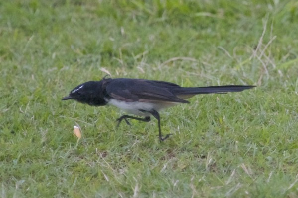 Willy Wagtail.jpg