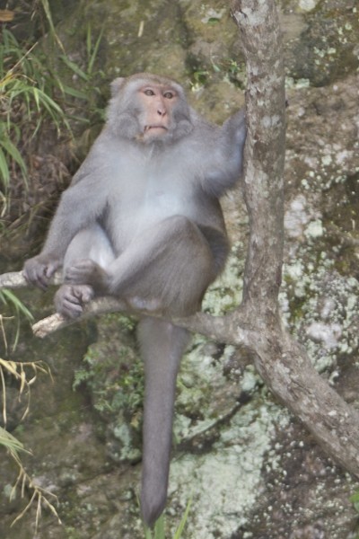 Monkey.jpg