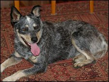 caninecastaway.jpg