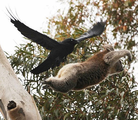 Drop bear flees crow .jpg