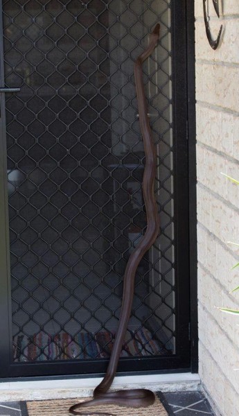 Olive Python .jpg