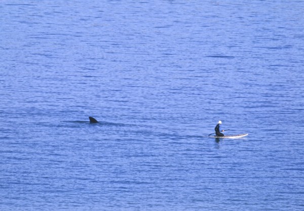 Whale and sup.jpg