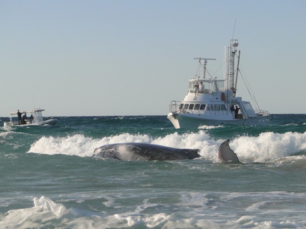 GoldCoastWhale_small.jpg