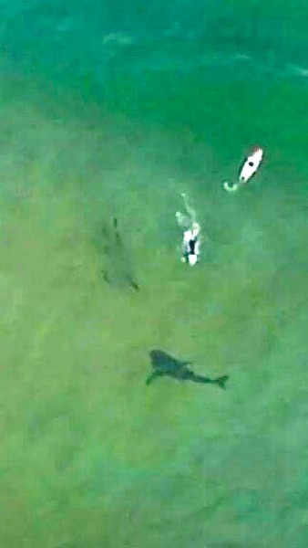 Shark PB 001.jpg