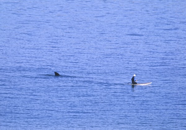 Whale and sup.jpg