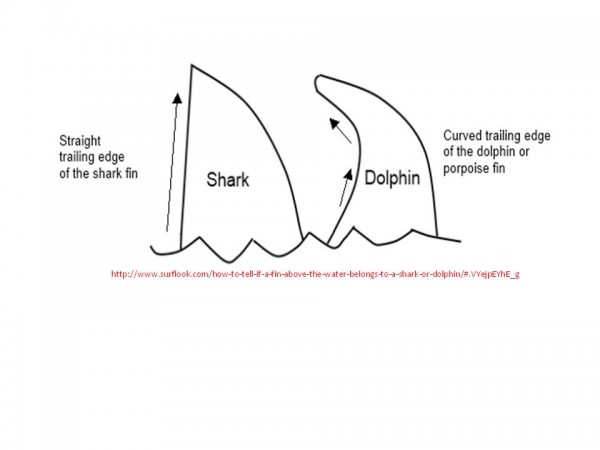 shark_v_dolphin_fin.jpg
