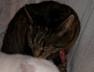 Tibby.JPG