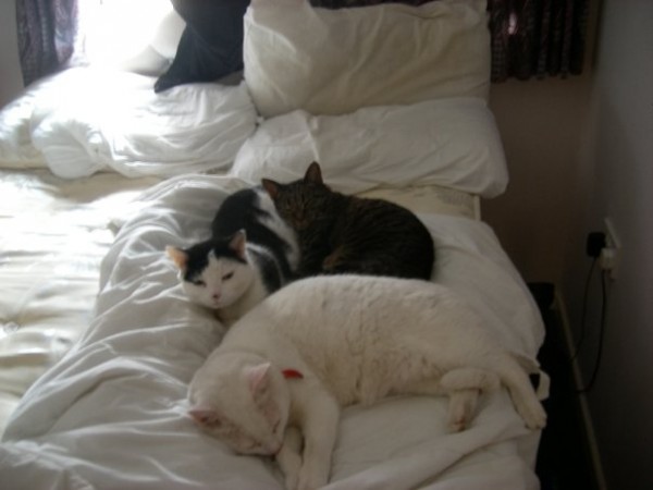 Tibby and bros.jpg