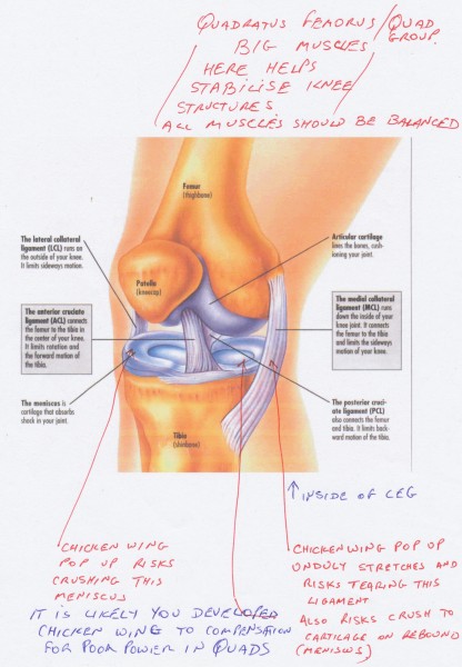 Knee Construct.jpg