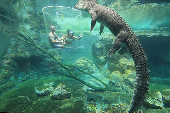 croc-cove-full.jpg